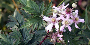 Rubus laciniatus – description, flowering period and time in Colorado, beautiful flowers on a branch.