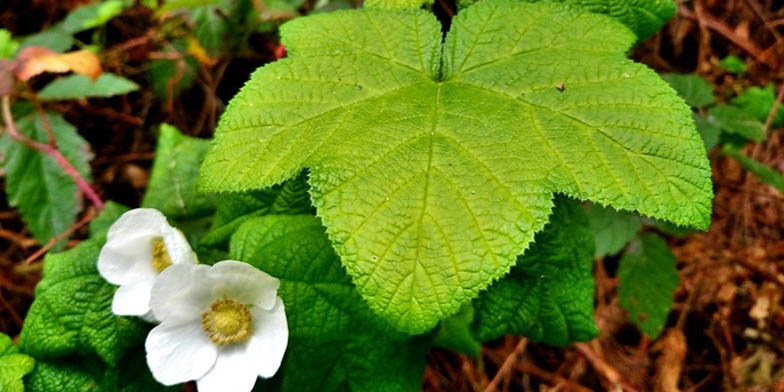 Rubus parviflorus – description, flowering period. Rubus parviflorus (Thimbleberry) leaf and flower close up
