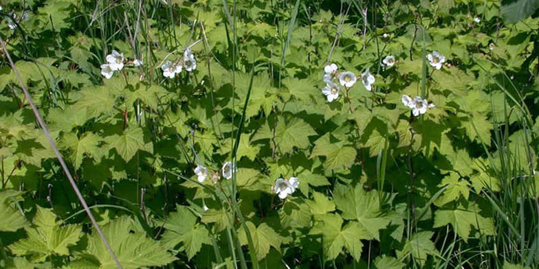 Western thimbleberry – description, flowering period and general distribution in Utah. Rubus parviflorus (Thimbleberry) white flowers towering above the bushes