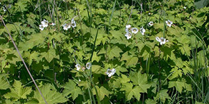 Rubus parviflorus – description, flowering period and time in British Columbia, Rubus parviflorus (Thimbleberry) white flowers towering above the bushes.