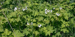 Rubus parviflorus – description, flowering period and time in Michigan, Rubus parviflorus (Thimbleberry) white flowers towering above the bushes.