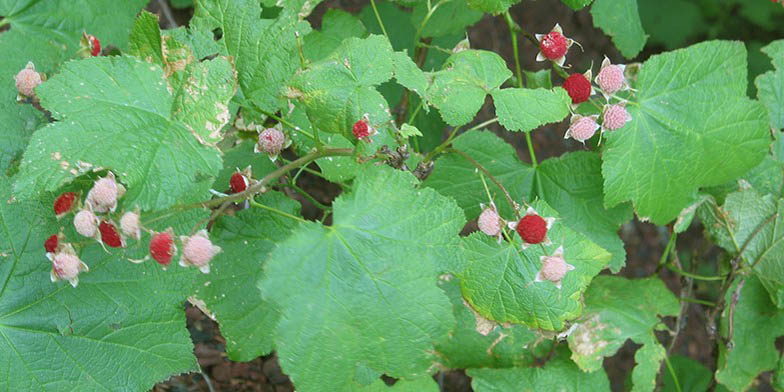 Rubus parviflorus – description, flowering period. Rubus parviflorus (Thimbleberry) Green and Ripe Berries Closeup