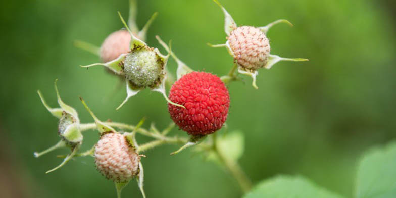 Rubus parviflorus – description, flowering period. Rubus parviflorus (Thimbleberry) Green and Ripe Berries Closeup