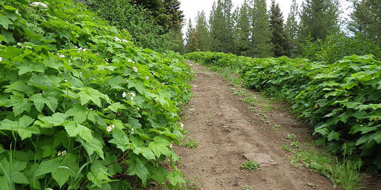 Rubus parviflorus – description, flowering period. Rubus parviflorus (Thimbleberry) along the edges of the forest road