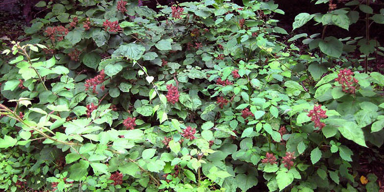 Rubus phoenicolasius – description, flowering period and general distribution in District of Columbia. the bush will bloom soon