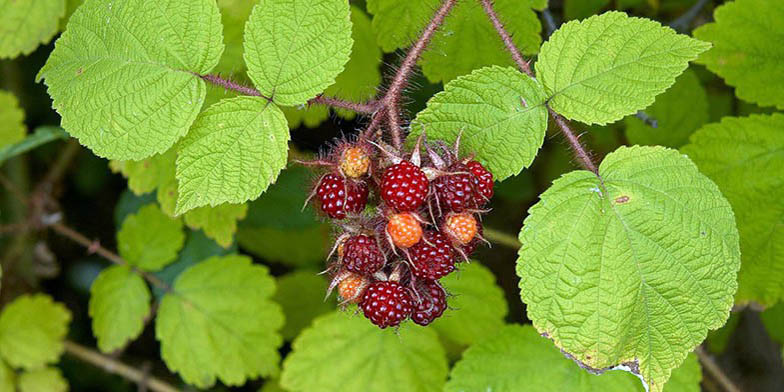 Japanese wineberry – description, flowering period and general distribution in New Jersey. bunch of ripe berries