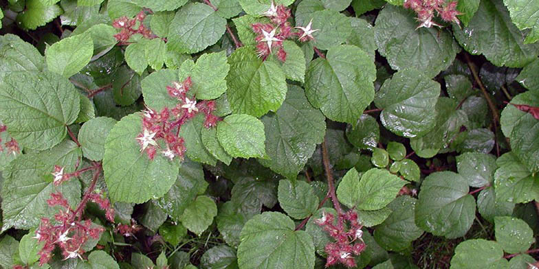 Rubus phoenicolasius – description, flowering period and general distribution in Arkansas. the beginning of flowering