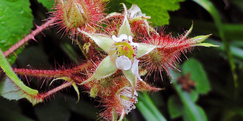 Wine raspberry – description, flowering period. flower close up