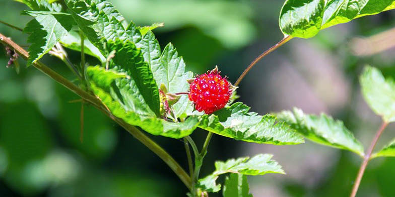 Rubus spectabilis – description, flowering period and general distribution in Washington. lonely berry on a branch