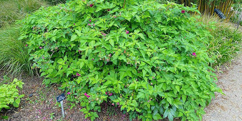 Rubus spectabilis – description, flowering period and general distribution in Idaho. large shrub in the park
