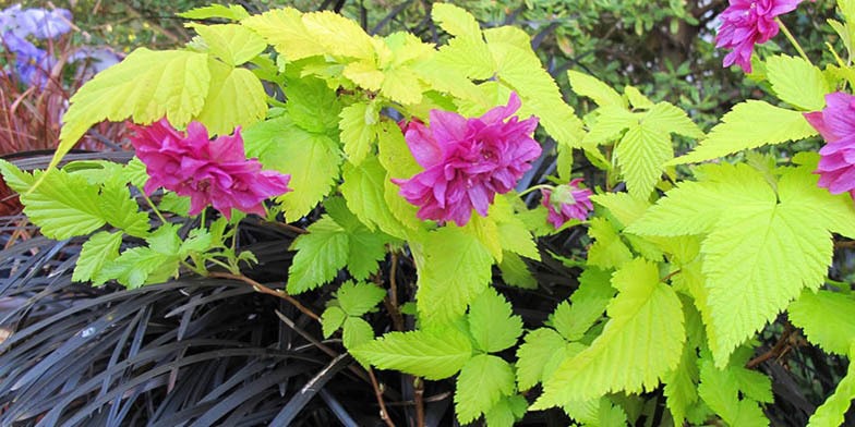 Rubus spectabilis – description, flowering period and general distribution in California. branch with scarlet big flowers