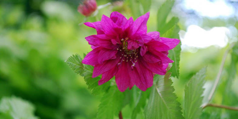 Salmonberry – description, flowering period and general distribution in British Columbia. big scarlet flower close-up
