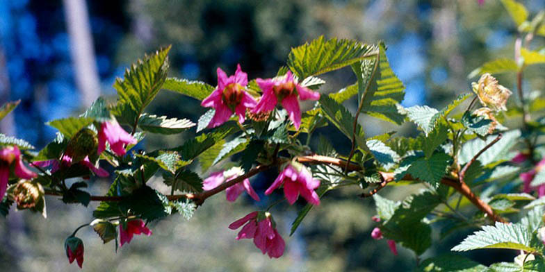 Rubus spectabilis – description, flowering period and general distribution in British Columbia. branch with scarlet flowers in the bright sun