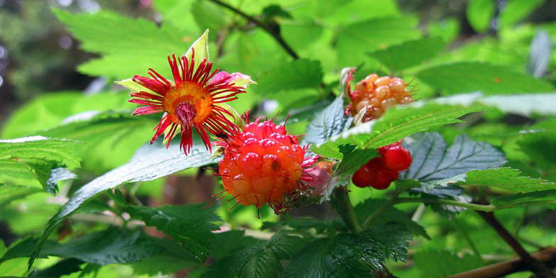 Salmonberry – description, flowering period and general distribution in British Columbia. branch with faded flower and green berries