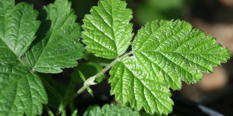 California grapeleaf dewberry – description, flowering period and general distribution in California. Rubus ursinus (California blackberry) close-up green leaves