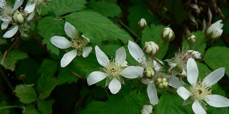 California blackberry – description, flowering period and general distribution in Washington. Rubus ursinus (California blackberry) beautiful flowers bloomed