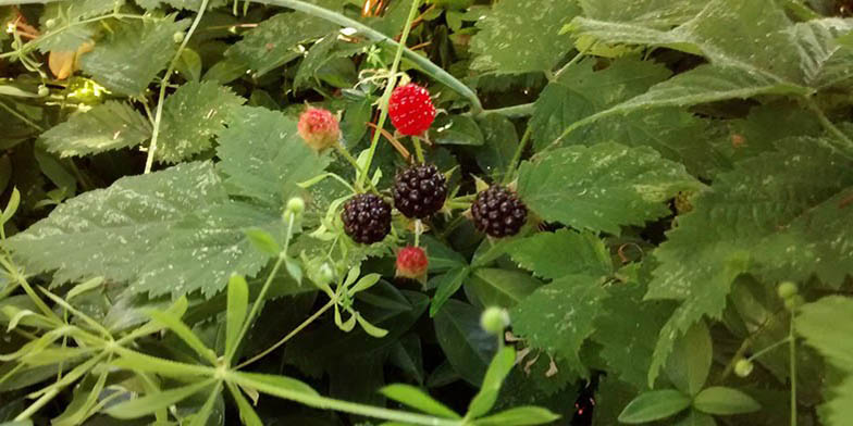 California grapeleaf dewberry – description, flowering period and general distribution in California. Rubus ursinus (California blackberry) fruits are ripe and in the process of ripening