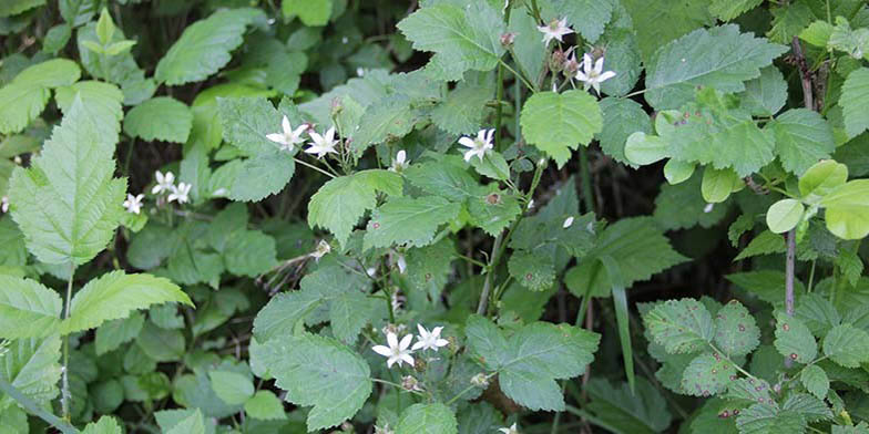 Pacific blackberry – description, flowering period and general distribution in British Columbia. Rubus ursinus (California blackberry) flowering bush