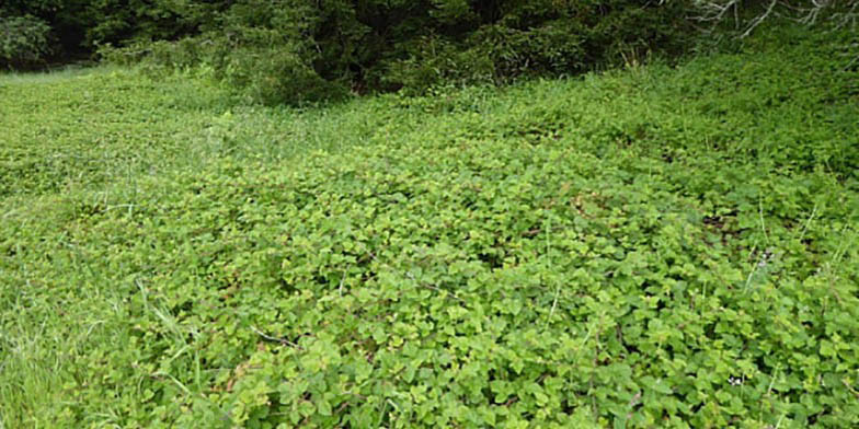 California dewberry – description, flowering period and general distribution in California. Rubus ursinus (California blackberry) densely planted forest edge