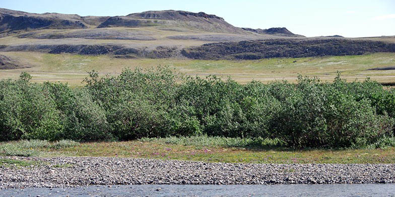 Feltleaf willow – description, flowering period and general distribution in Northwest Territories. Thickets on the banks of the river, in the background hills
