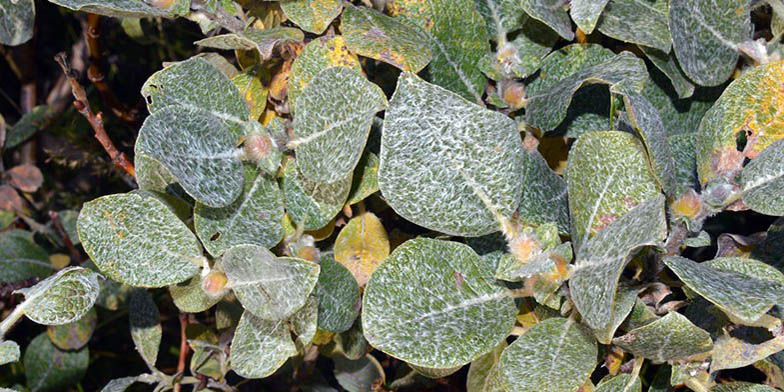 Salix alaxensis – description, flowering period and general distribution in Yukon Territory. Leaves with a characteristic texture