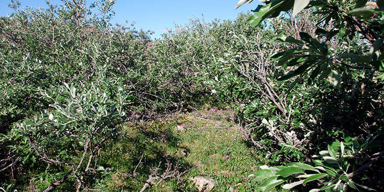 Alaska willow – description, flowering period and general distribution in Northwest Territories. Dense thickets, cozy place