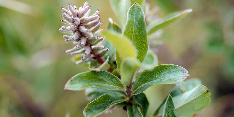 Alaska willow – description, flowering period and general distribution in Nunavut. Young leaves and flower