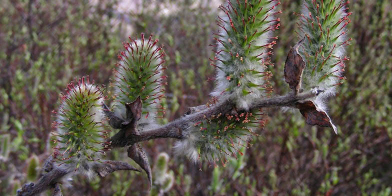 Salix alaxensis – description, flowering period and general distribution in Yukon Territory. The plant blooms before leaves
