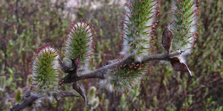 Feltleaf willow – description, flowering period and general distribution in Manitoba. The plant blooms before leaves