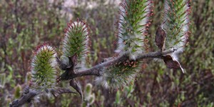 Salix alaxensis – description, flowering period and time in Yukon Territory, The plant blooms before leaves.