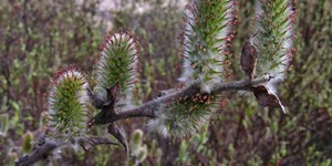 Salix alaxensis – description, flowering period and time in Quebec, The plant blooms before leaves.