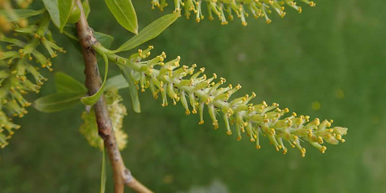 Salix amygdaloides – description, flowering period and general distribution in Nebraska. Branches of a plant with flowers and leaves