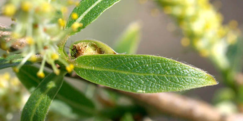 Peachleaf willow – description, flowering period and general distribution in Texas. flowers and leaves close-up