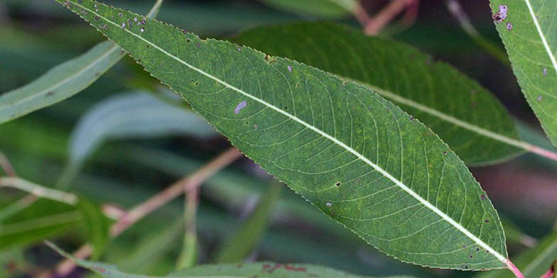 Salix amygdaloides – description, flowering period and general distribution in Saskatchewan. Leaf close up