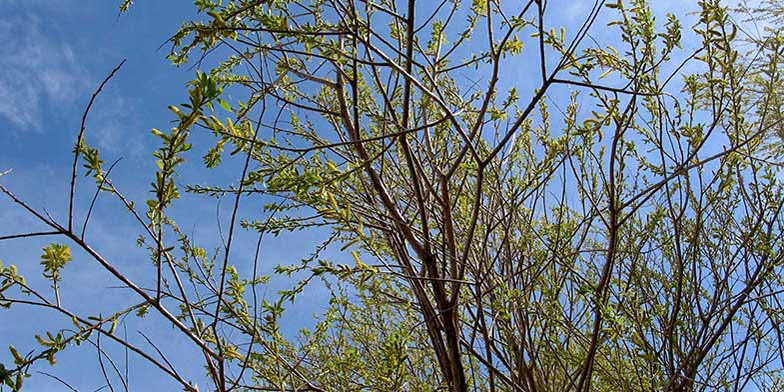 Salix amygdaloides – description, flowering period and general distribution in Nebraska. Plant against the sky