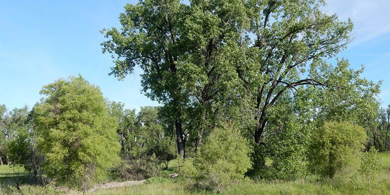 Peachleaf willow – description, flowering period and general distribution in Saskatchewan. Plant among other trees