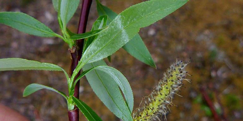 Salix arbusculoides – description, flowering period and general distribution in Manitoba. young flower on a branch