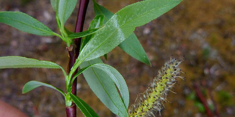 Salix arbusculoides – description, flowering period and general distribution in Nunavut. young flower on a branch