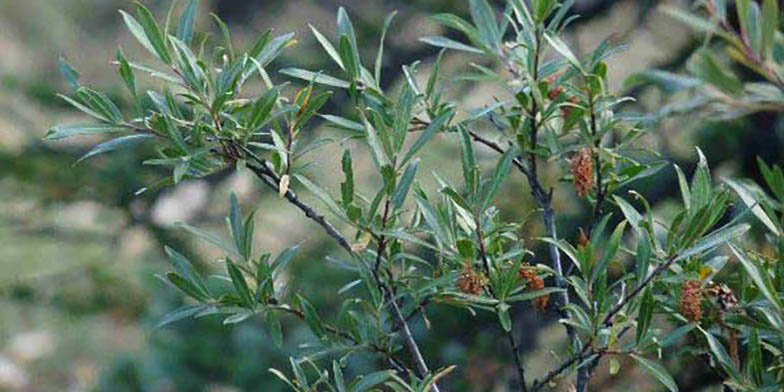 Littletree willow – description, flowering period and general distribution in Ontario. end of flowering