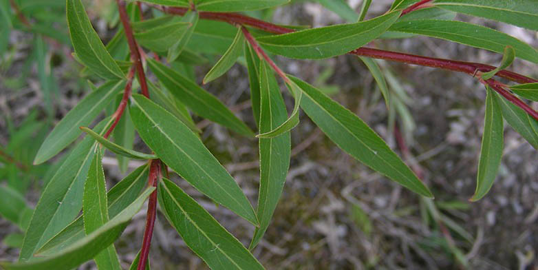 Salix arbusculoides – description, flowering period and general distribution in Quebec. young leaves bloom on branches