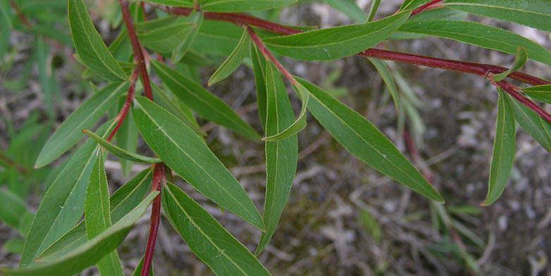 Salix arbusculoides – description, flowering period and general distribution in British Columbia. young leaves bloom on branches