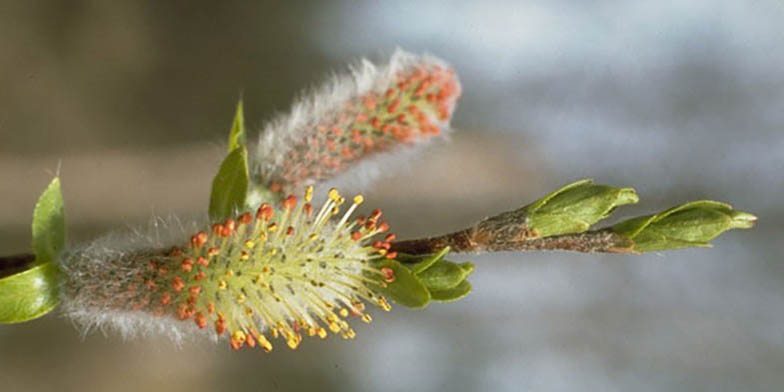 Littletree willow – description, flowering period and general distribution in Ontario. willow branch at the beginning of the flowering period