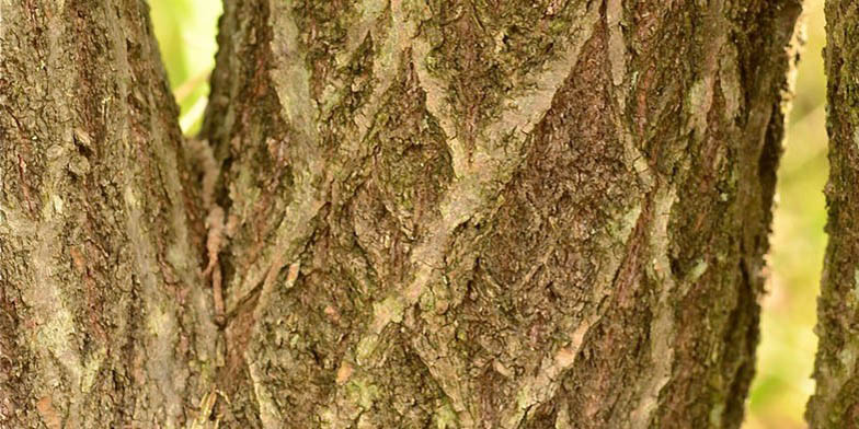 Beak willow – description, flowering period and general distribution in Alaska. plant trunk, characteristic texture is visible