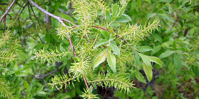 Diamond willow – description, flowering period. A branch with flowers and young leaves ready to bloom