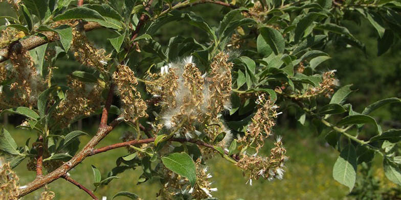 Beaked willow – description, flowering period and general distribution in Nebraska. A branch with flowers that finish blooming