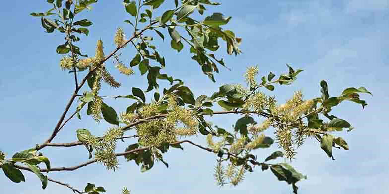 Salix bebbiana – description, flowering period and general distribution in New Brunswick. Beautiful flowering branch against the blue sky