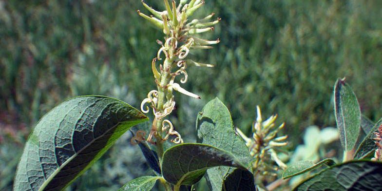 Bebb willow – description, flowering period and general distribution in Alberta. Flowering plant