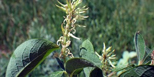 Salix bebbiana – description, flowering period and time in Alberta, Flowering plant.