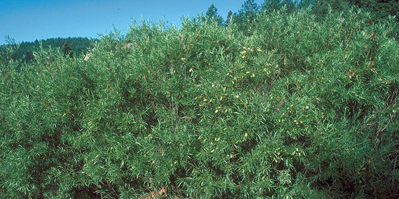 Salix bebbiana – description, flowering period. Plants photographed from afar