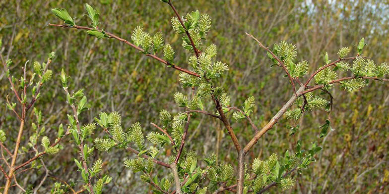 Salix bebbiana – description, flowering period and general distribution in Illinois. Flowering branch on the background of other trees
